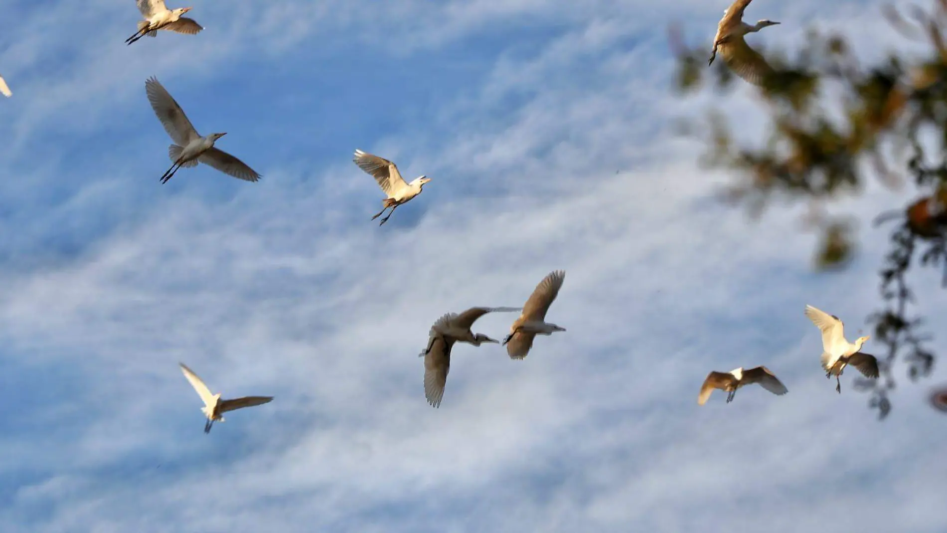 Garzas de Matamoros 